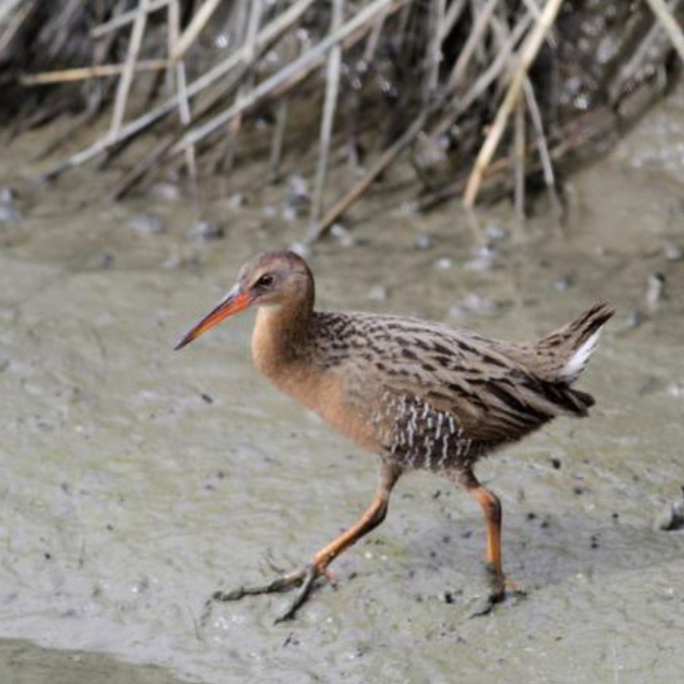 Ridgway's Rails on San Francisco Bay