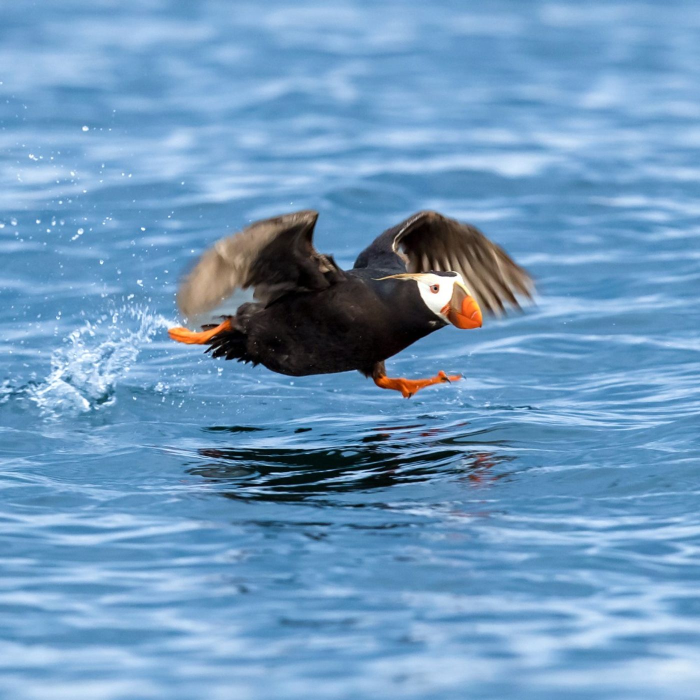 Let BirdNote Immerse You In Soothing Birdsong