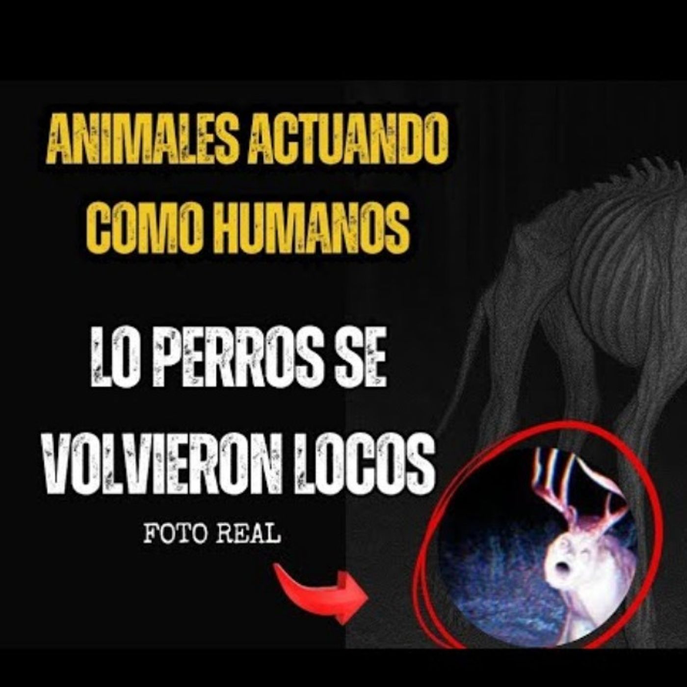 9 NUEVAS HISTORIAS DE ANIMALES ACTUANDO COMO HUMANOS | HISTORIAS DE TERROR REALES | GATO MACABRO