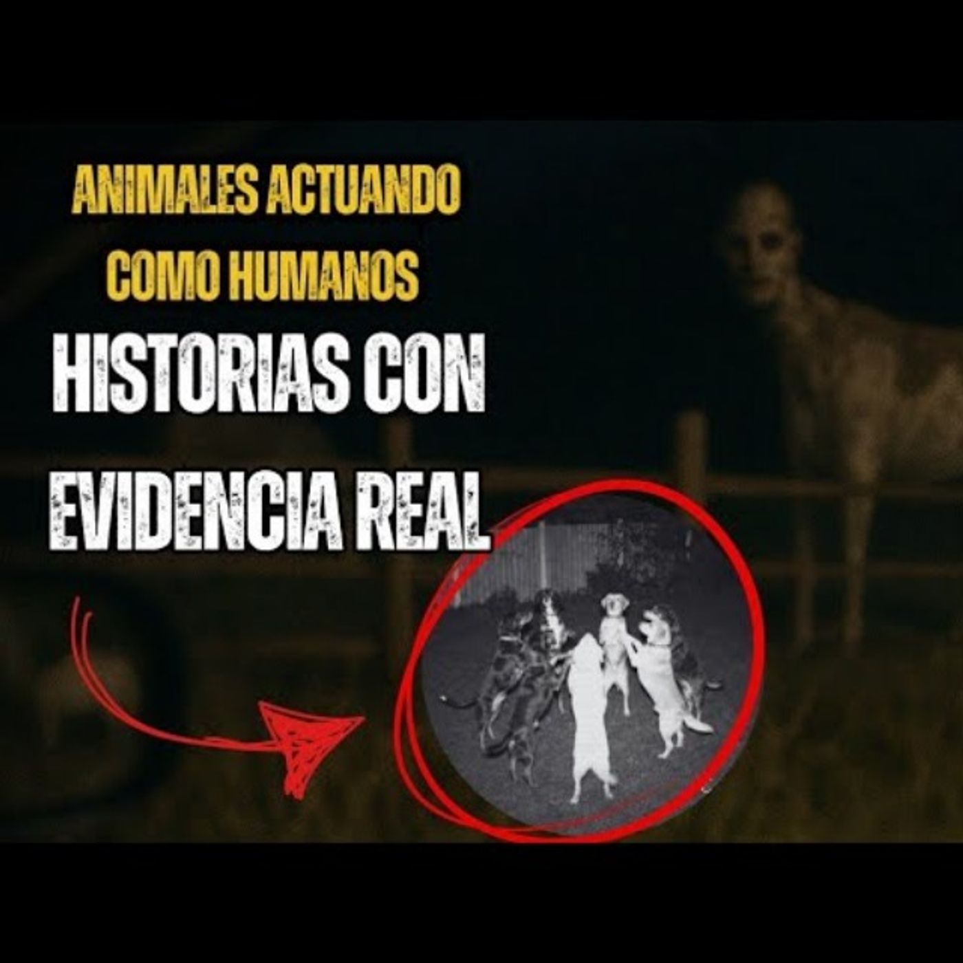 8 NUEVAS HISTORIAS DE ANIMALES ACTUANDO COMO HUMANOS | RELATOS ESCALOFRIANTES episode artwork