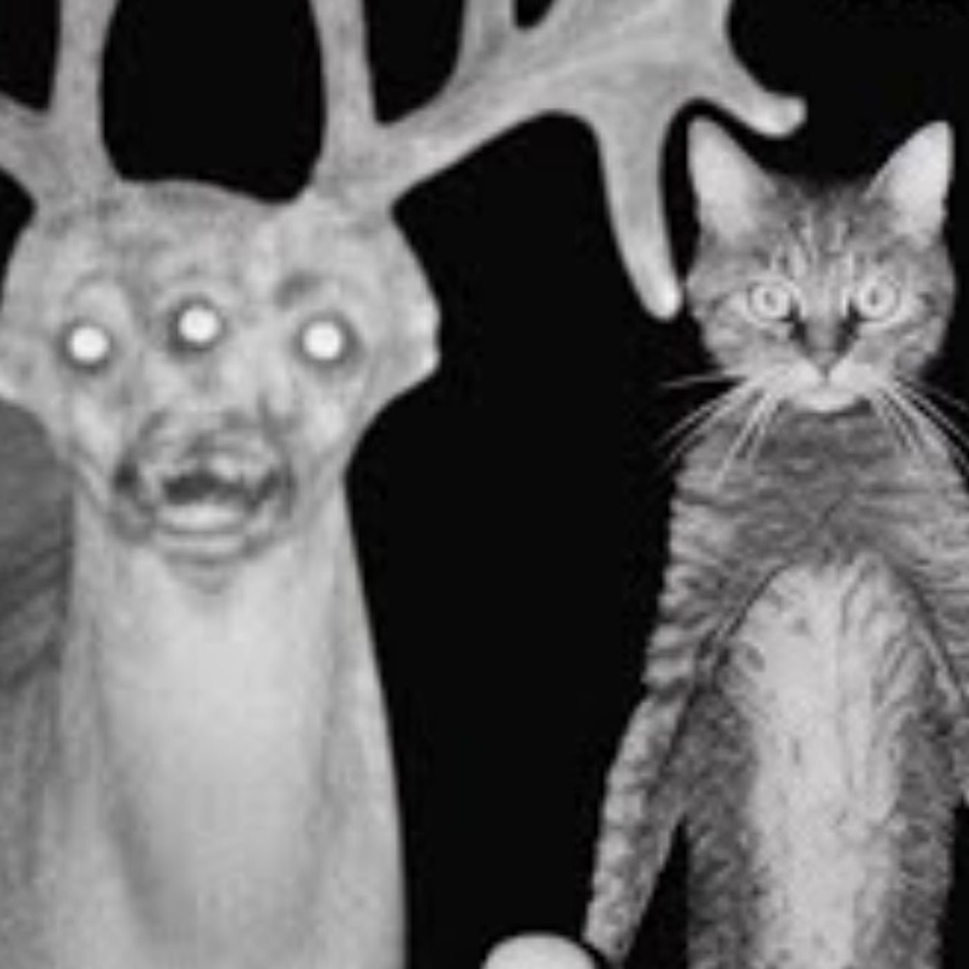 6 Nuevas Historias de Animales Actuando Como Humanos | Gato Macabro | Terror Real