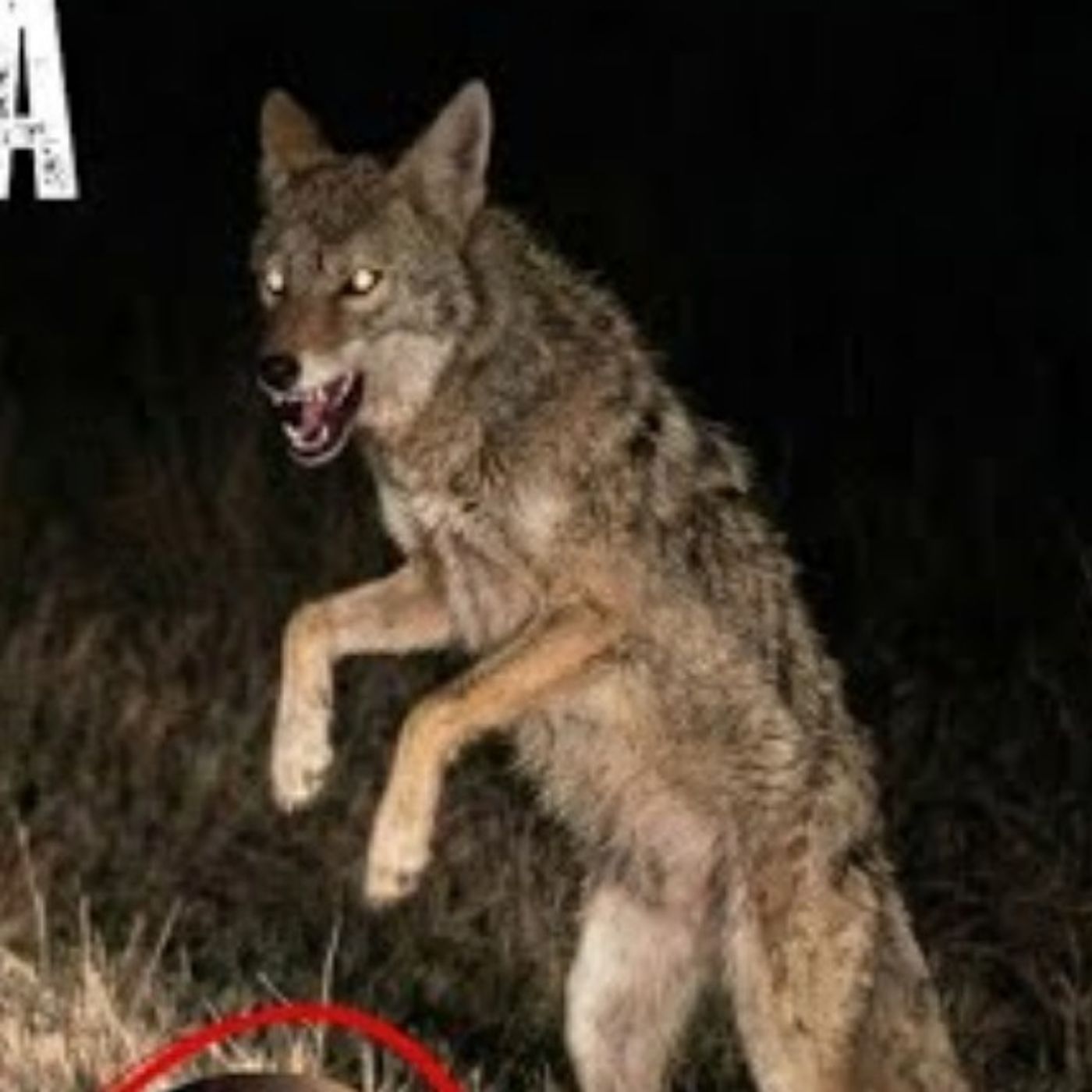 Animales Actuando como Humanos | Video real | Relatos Reales que Nadie Puede Explicar