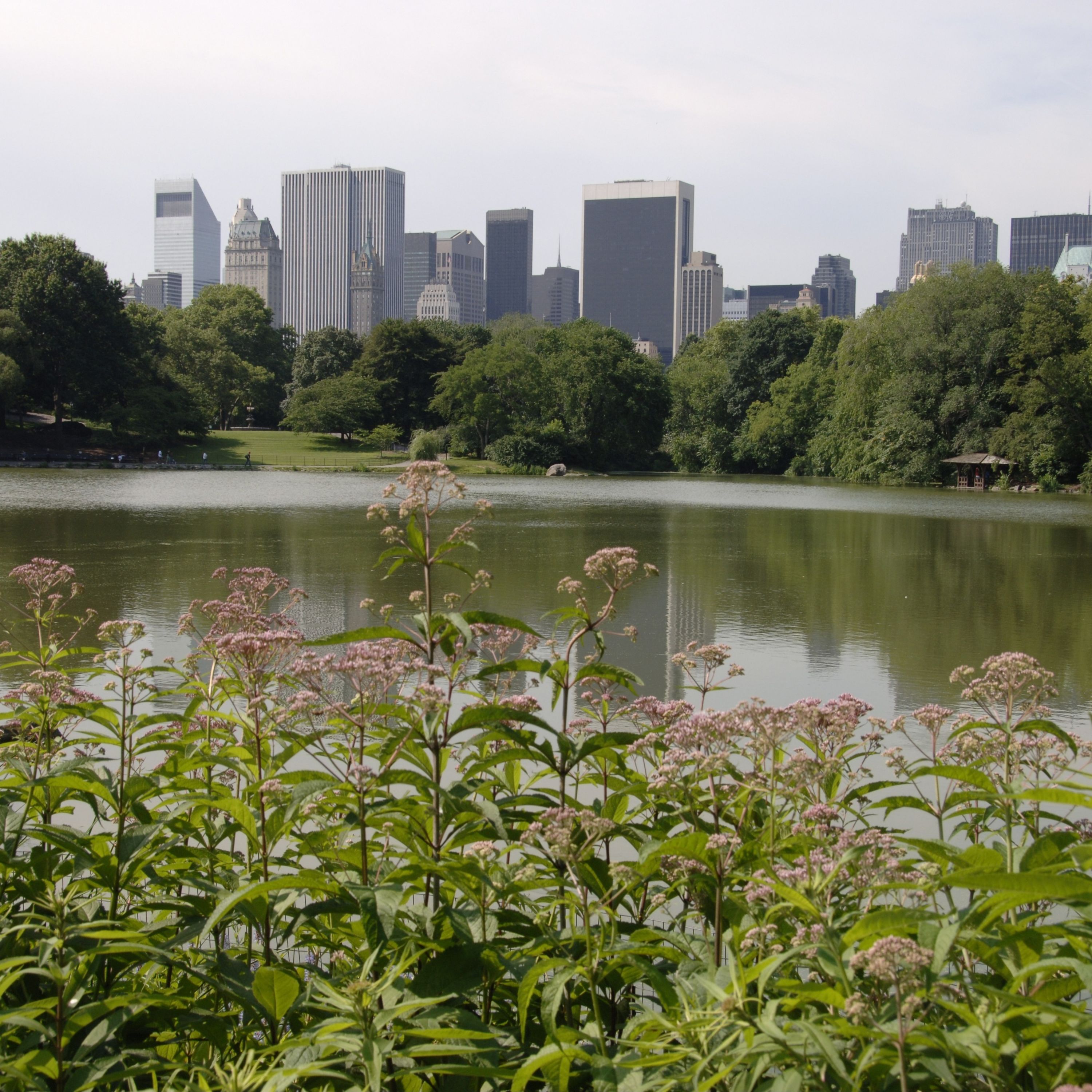 Are There Undiscovered Insects in New York City? episode artwork