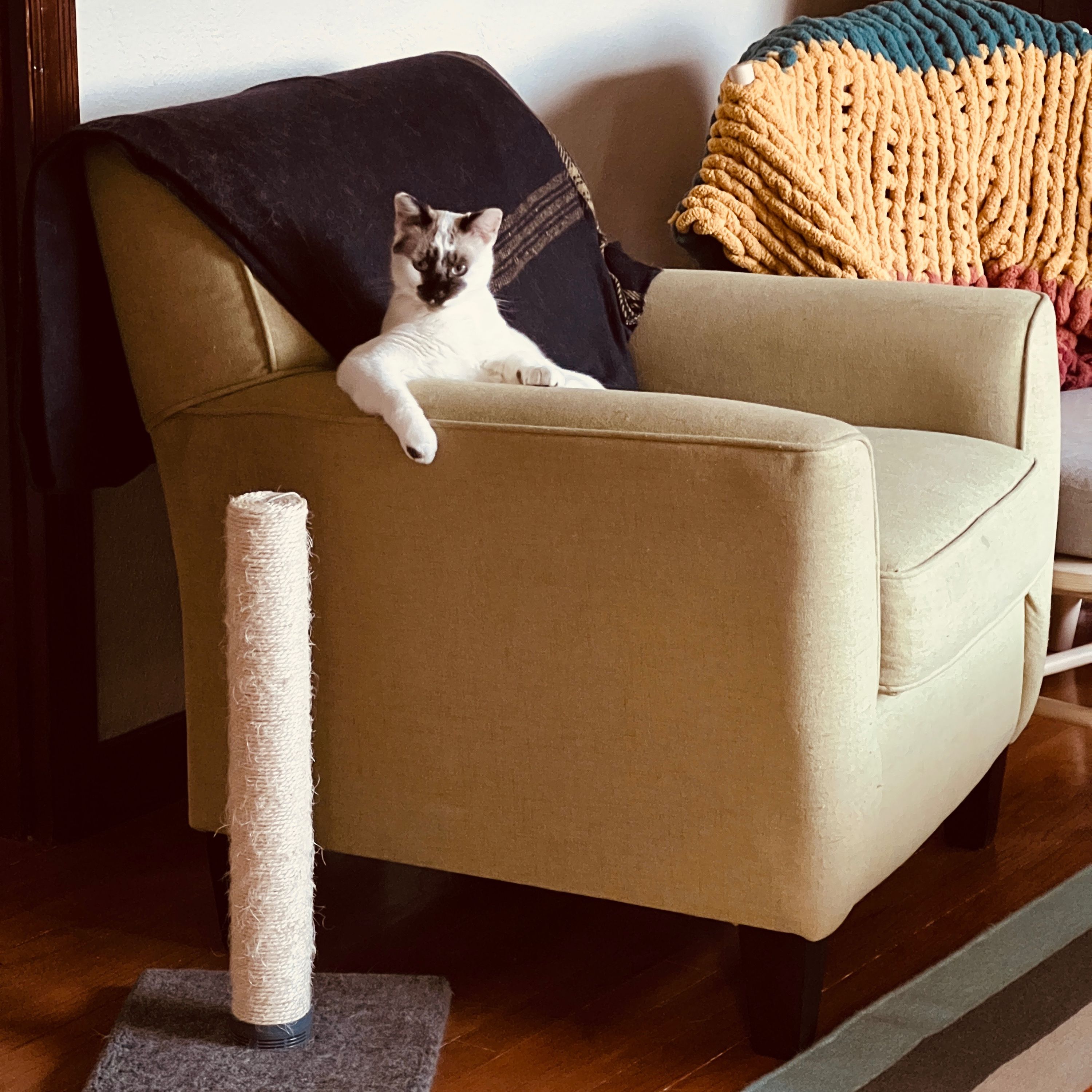 My Brother Is Cool Episode 2: This Cat Can Sing