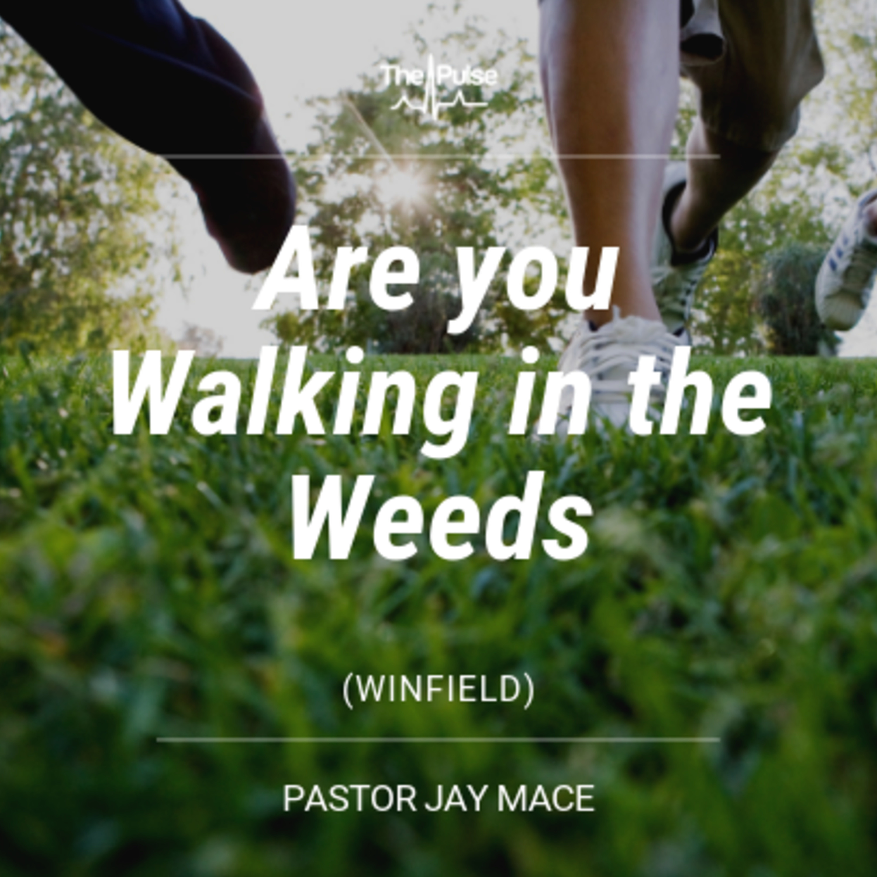 Winfield: Are You Walking In The Weeds
