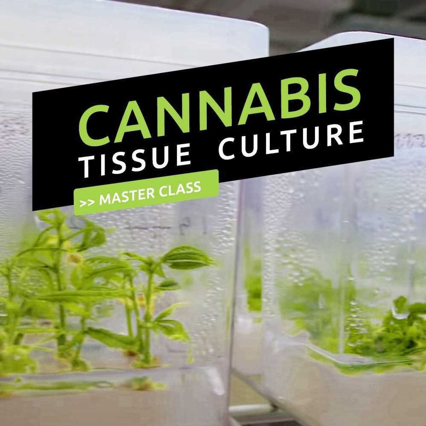 Canna Cribs Podcast
