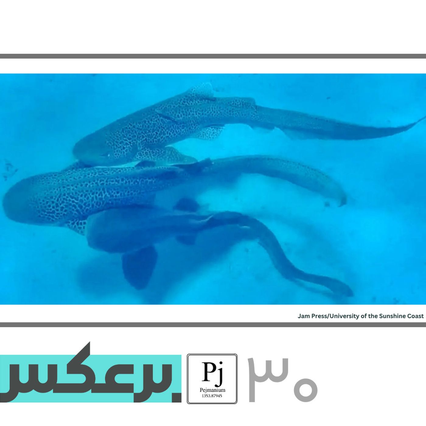 رفتارهای جنسی در دنیای جانوری