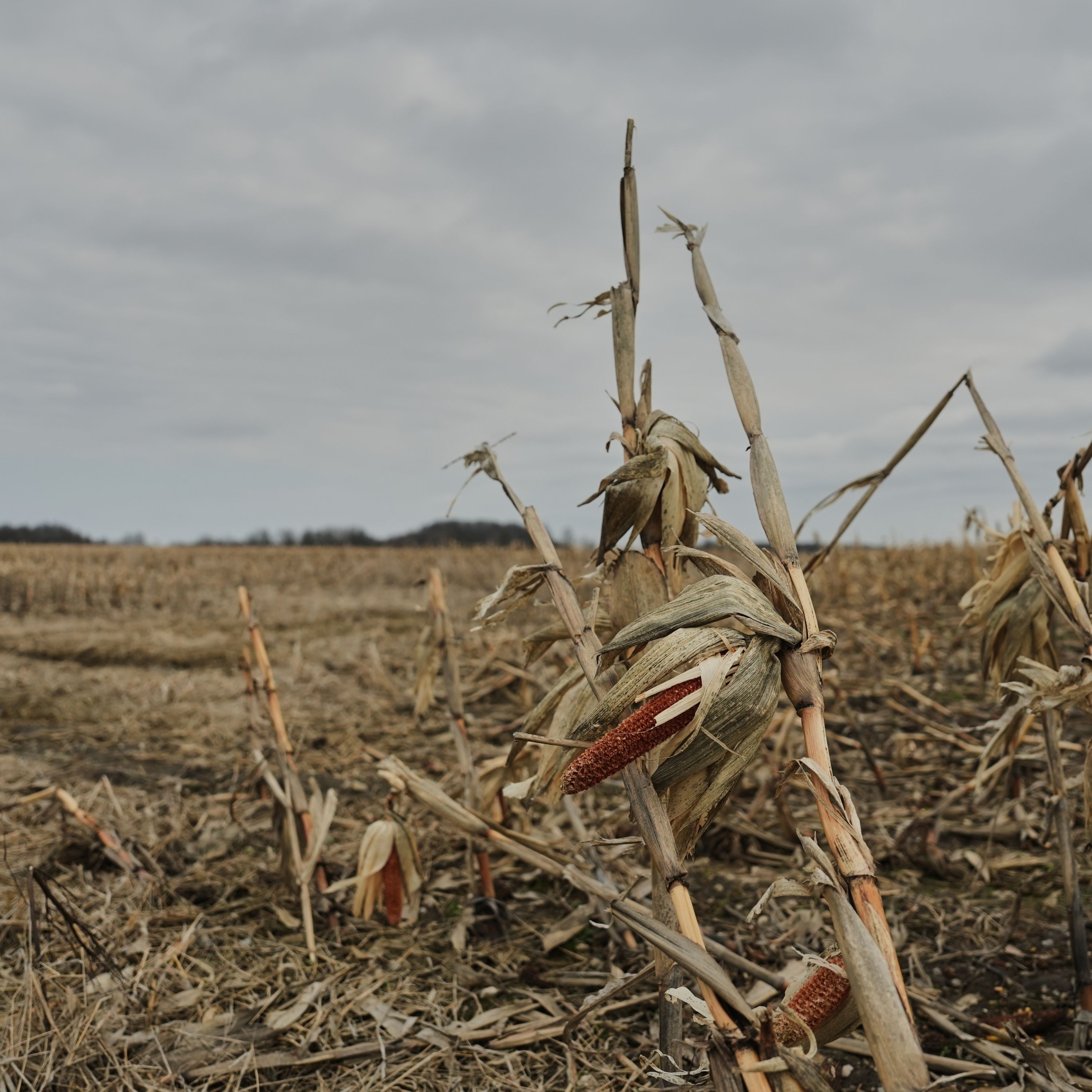 Iran War Drives Up Farm Costs and Food Concerns