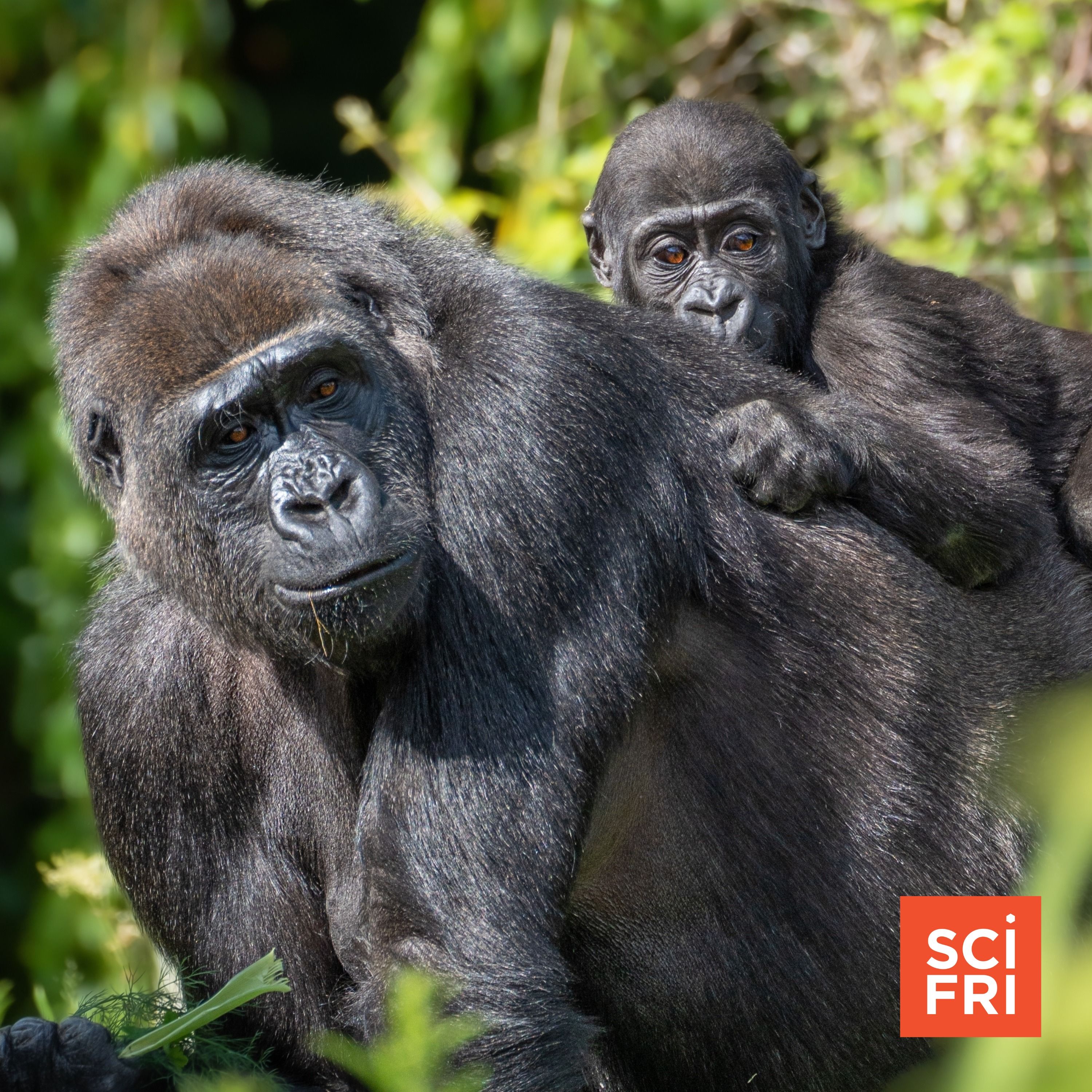 Parenting tips from the animal kingdom