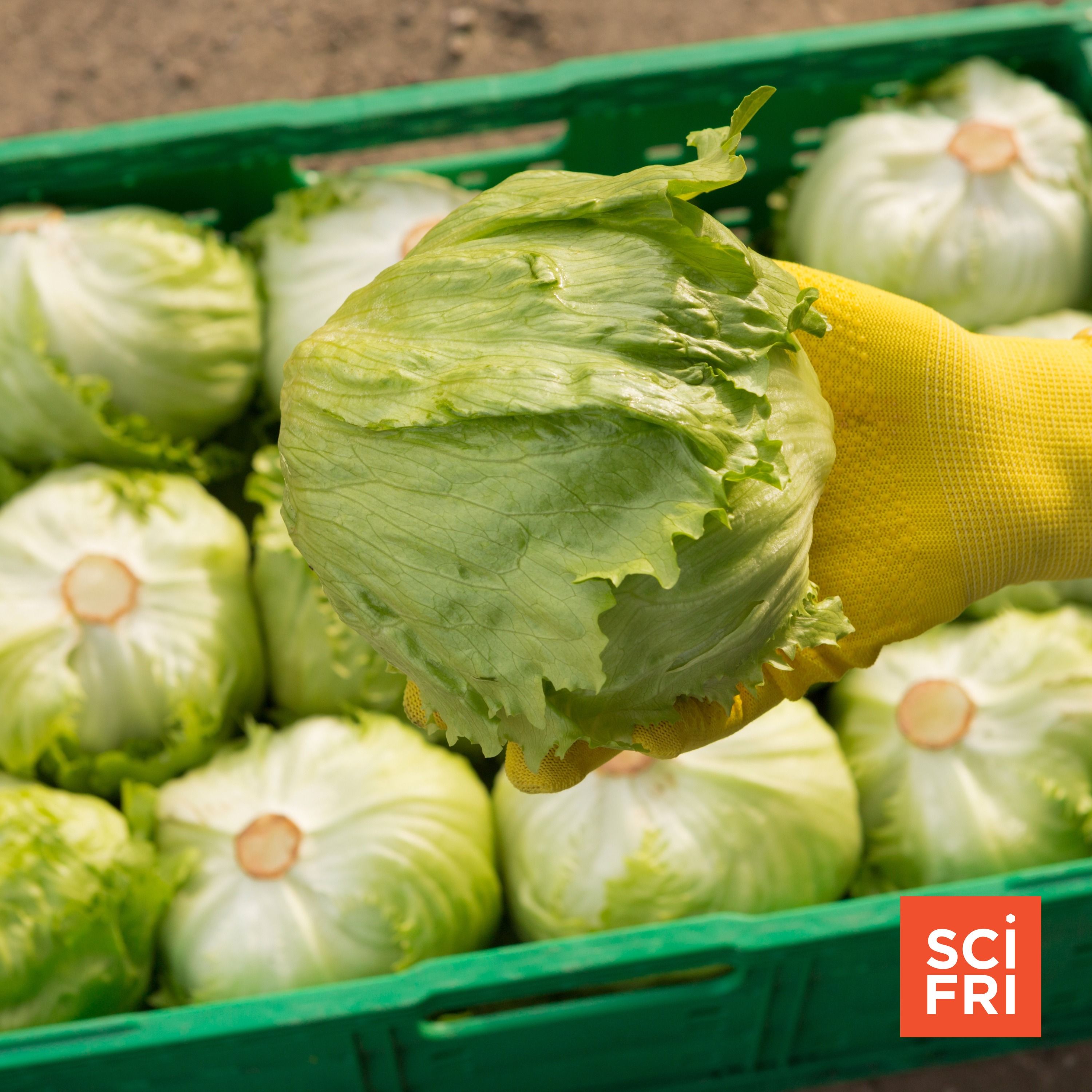 Hold the lettuce: Updates on the 'explosive' cyclospora outbreak episode artwork
