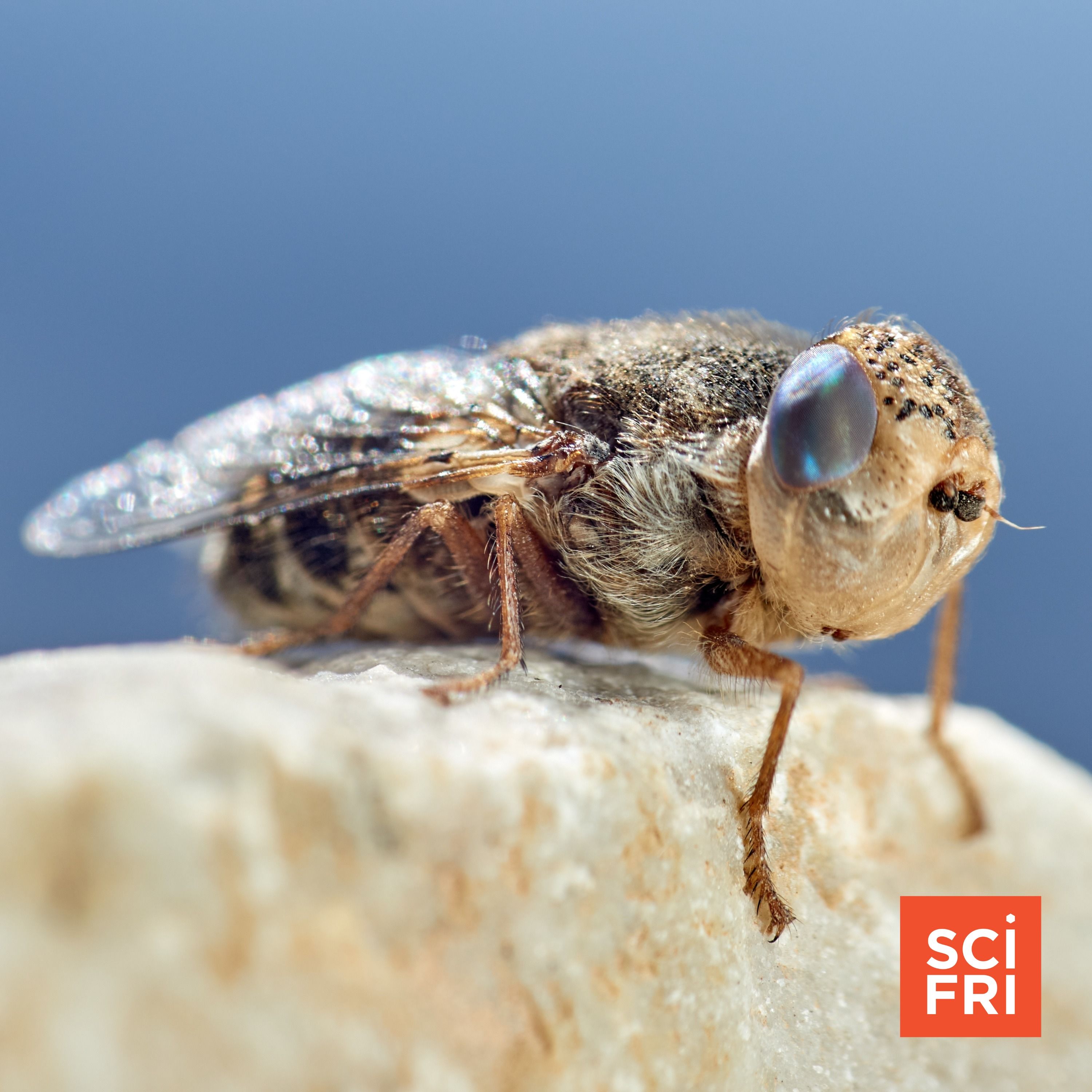 Beautiful botflies, luscious leeches, and the wonder of parasites episode artwork
