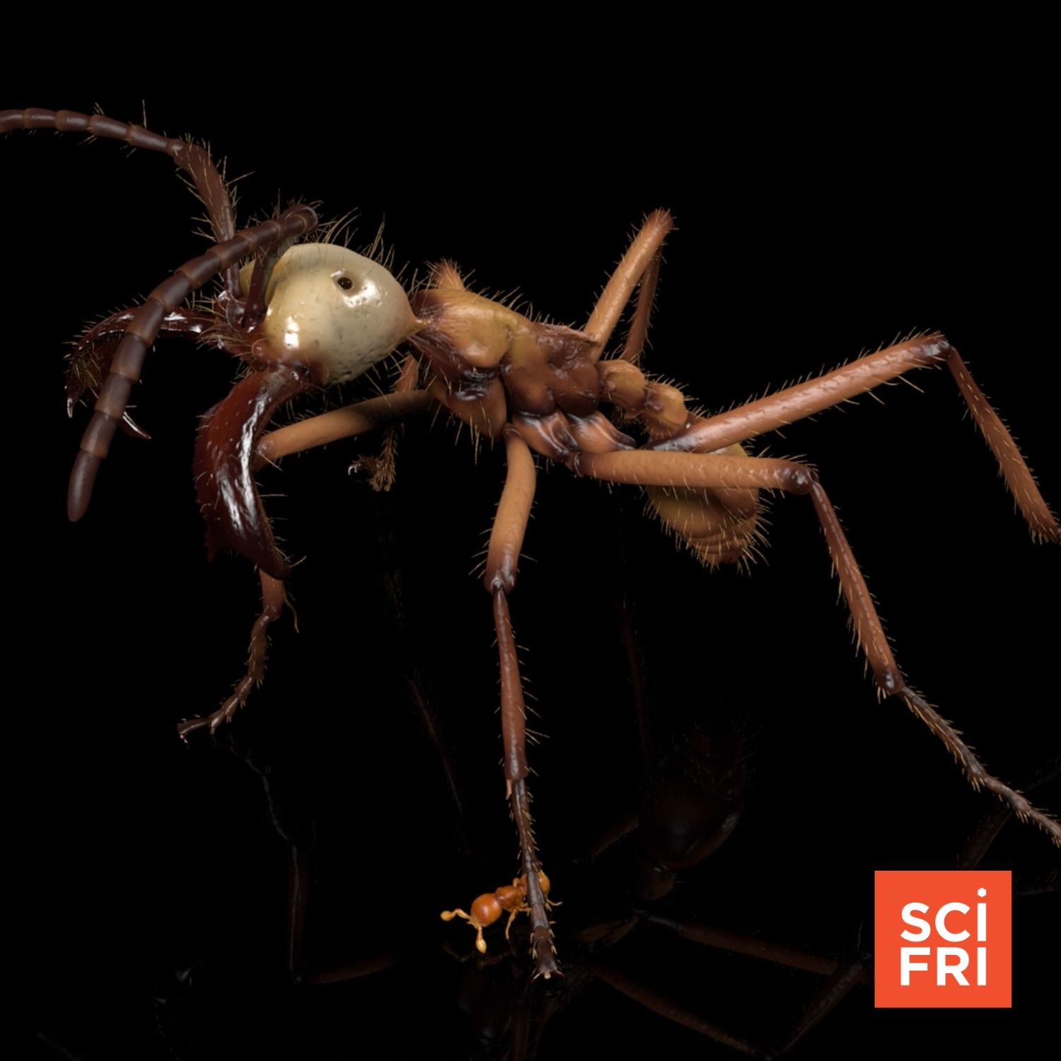 Building a digital ant gallery, from the ground up