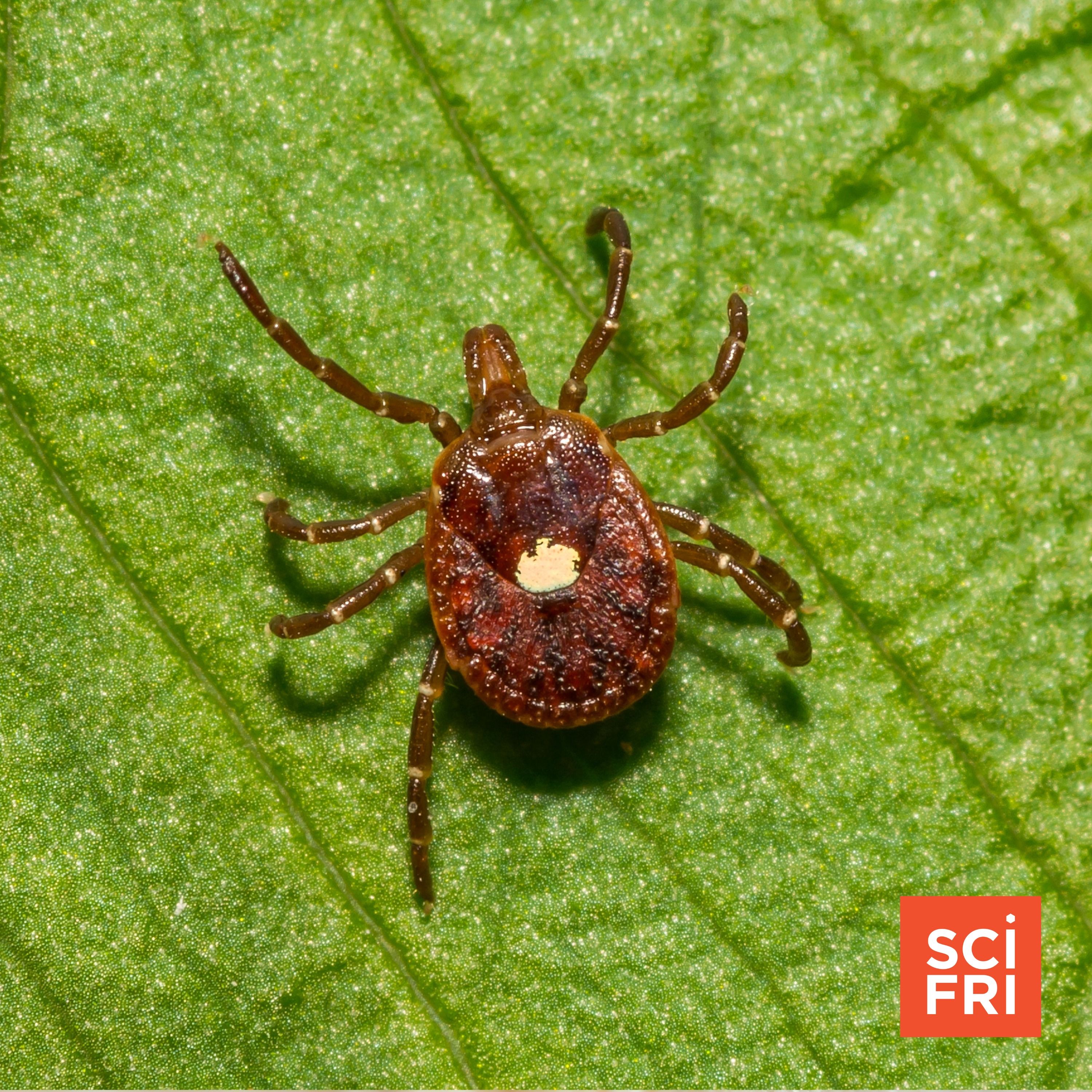 How does a tick bite cause a red meat allergy? episode artwork
