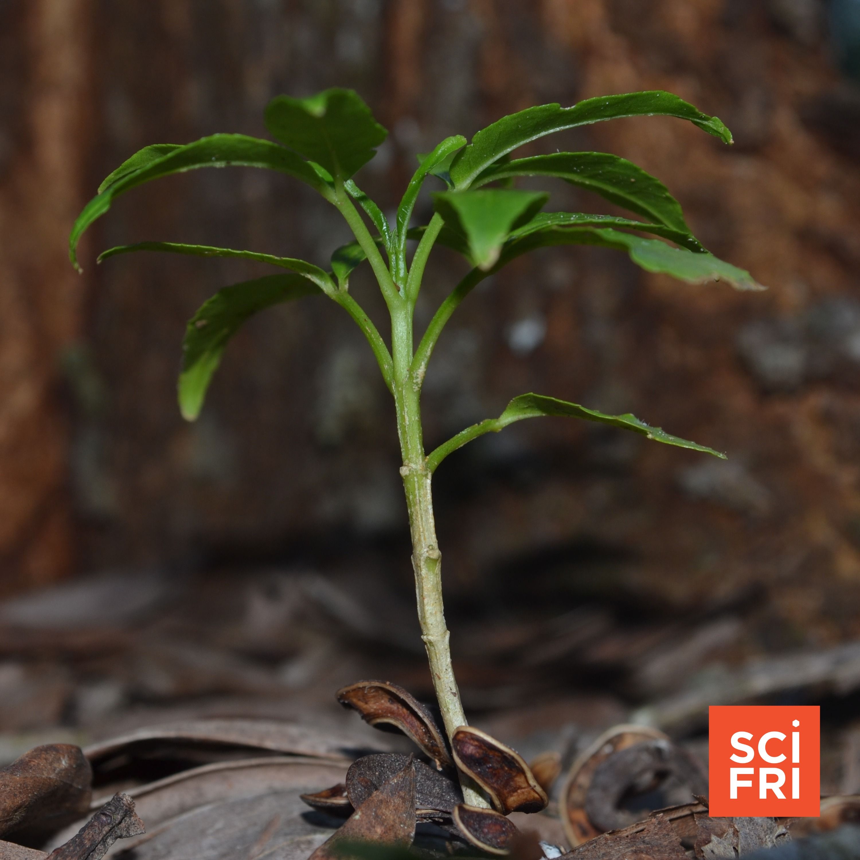 What is ibogaine, and why is it in the news?