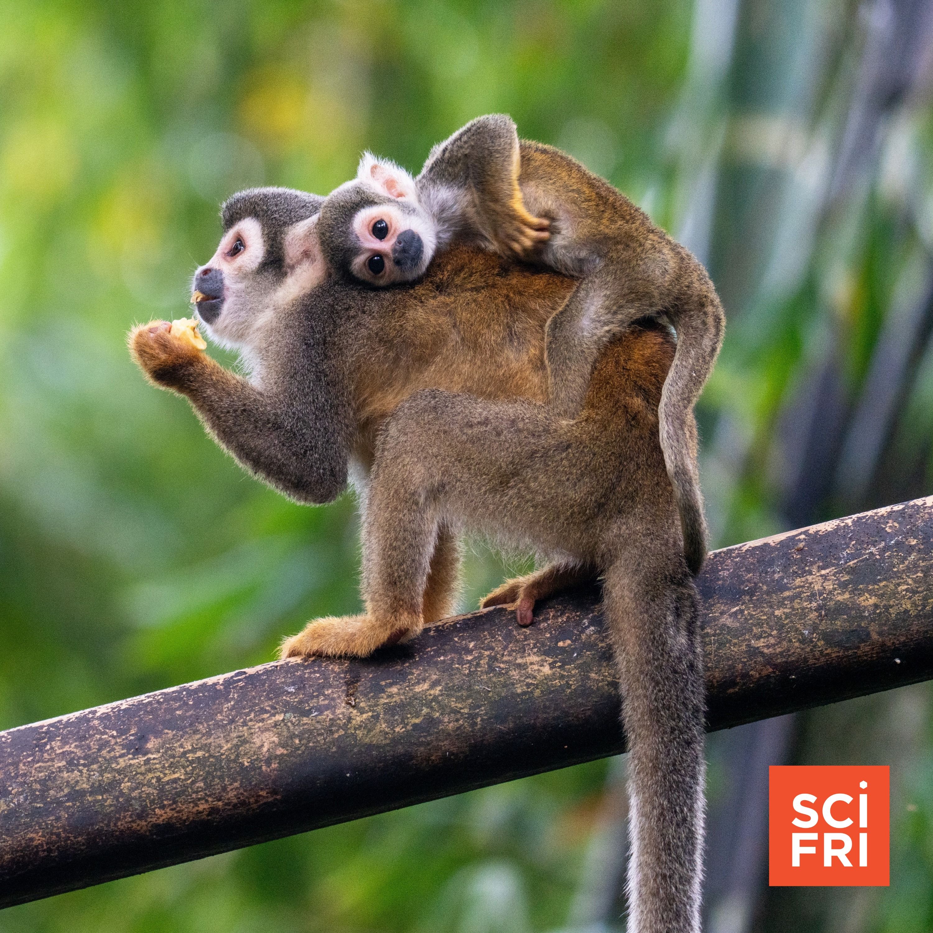 Some primates undergo even more extreme childbirth than humans episode artwork