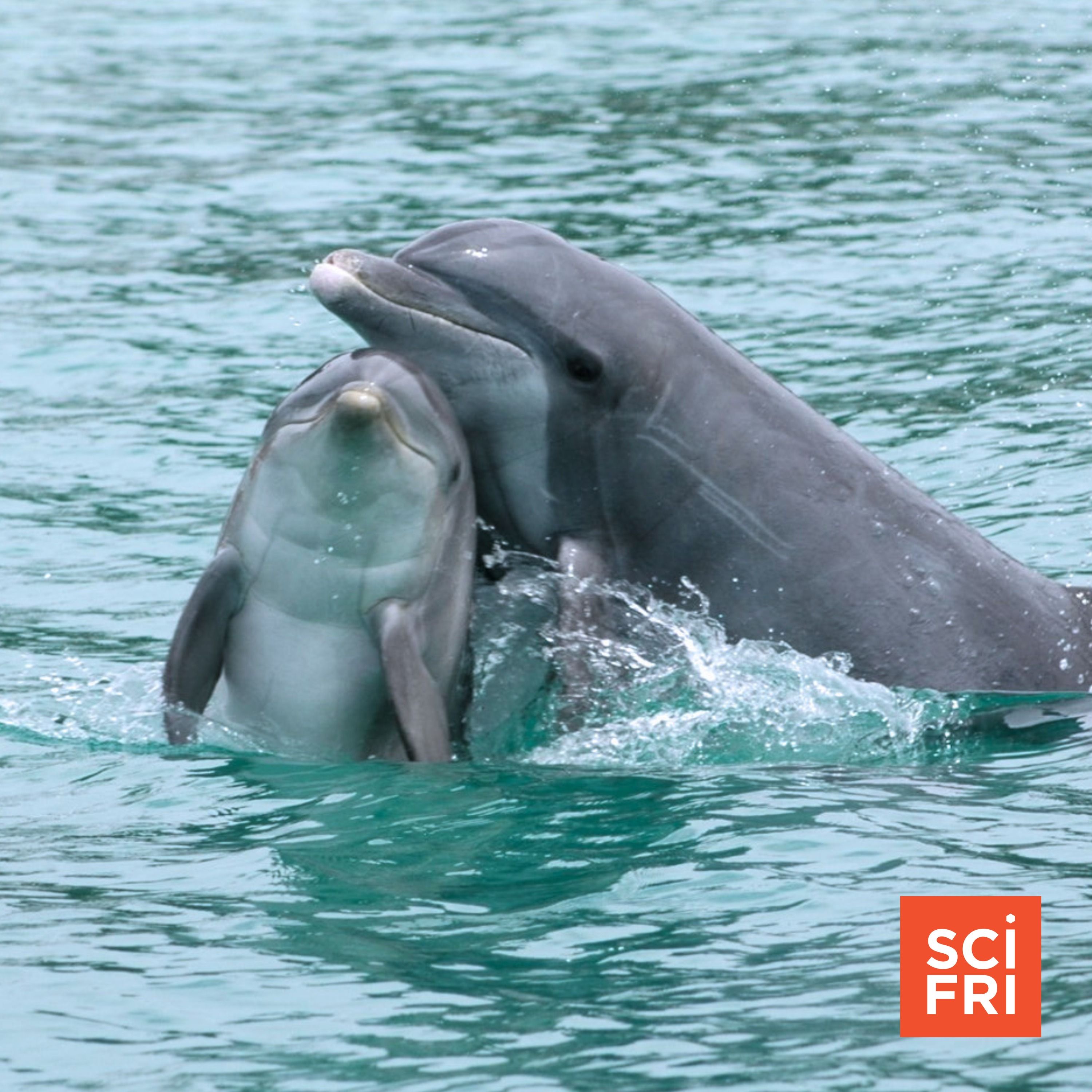 When a dolphin whistles, what does it mean?