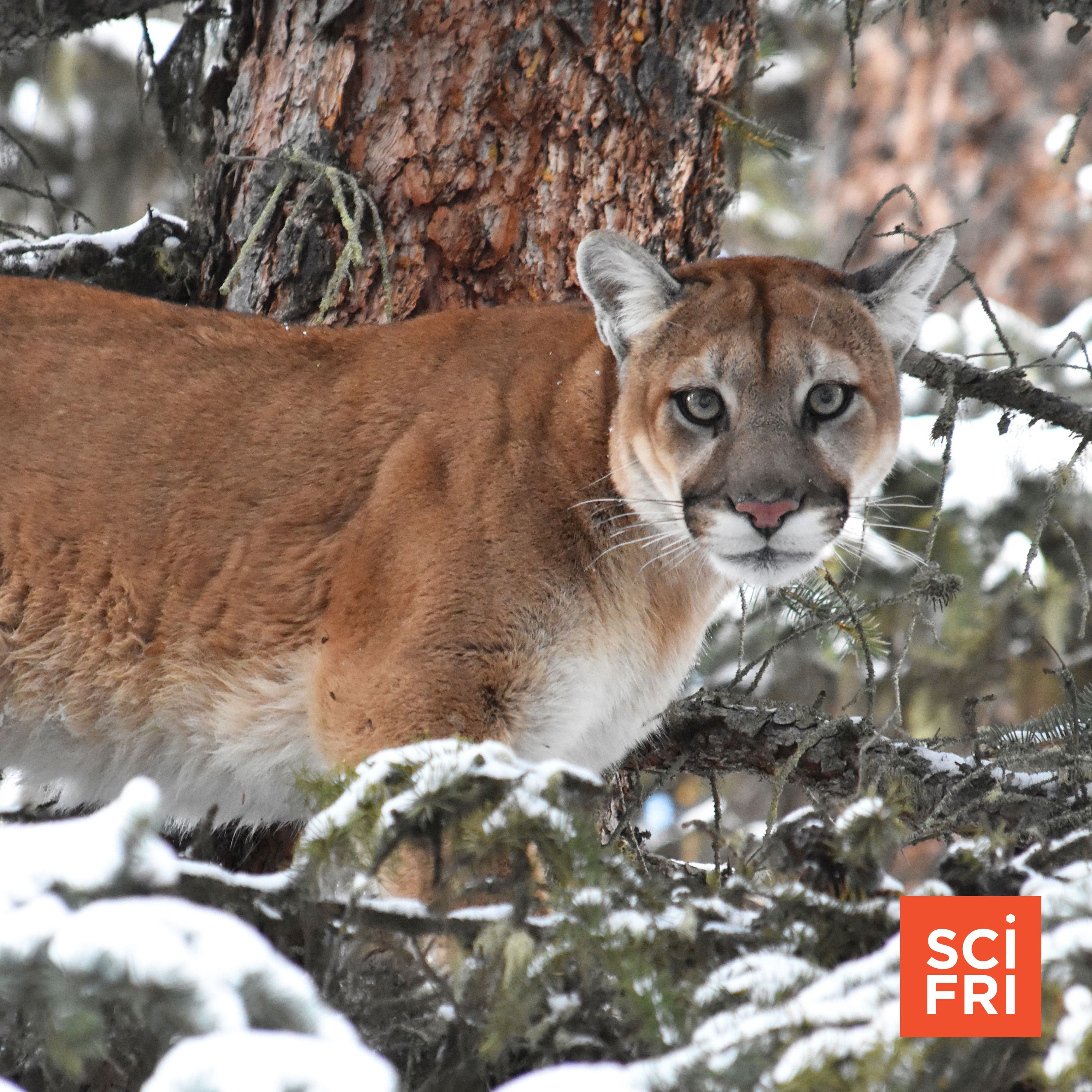 Should we bring mountain lions back to the Northeast? artwork