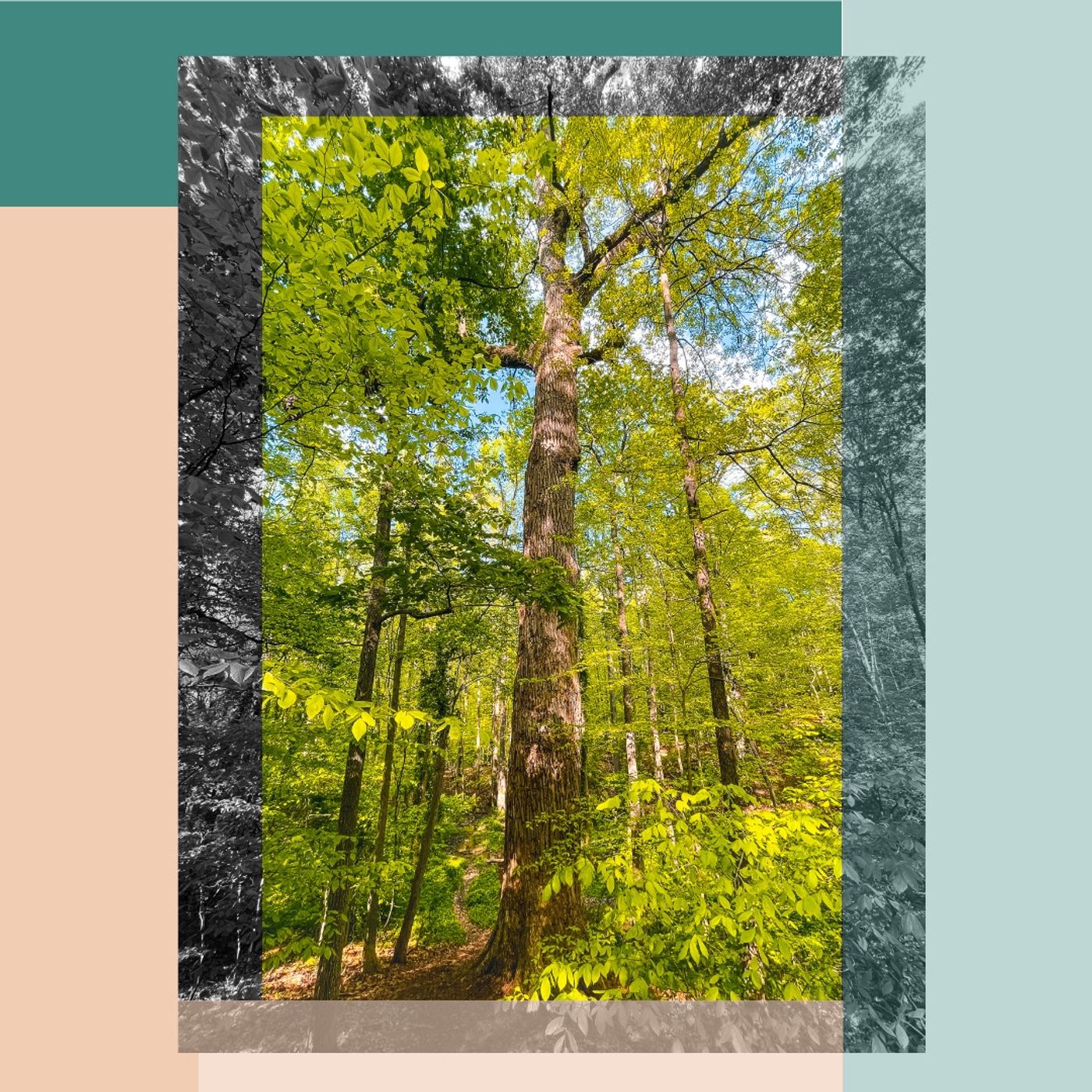 A Walk to the Underground Railroad Tree episode artwork
